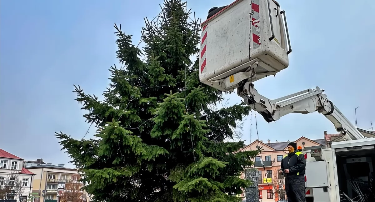 Burmistrz - Rada - Miasto, przasnyskim Rynku Miejskim stanęła choinka - zdjęcie, fotografia