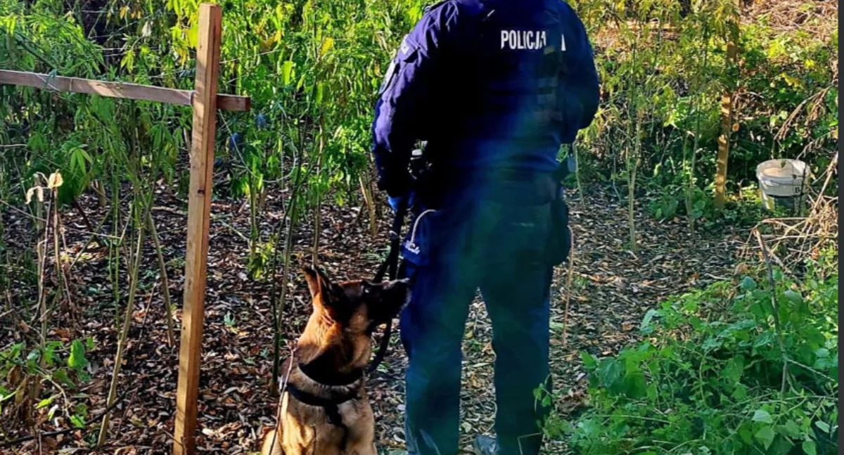 Kronika Kryminalna - Policja, Czujny policjantów Szrona doprowadził narkotyków - zdjęcie, fotografia