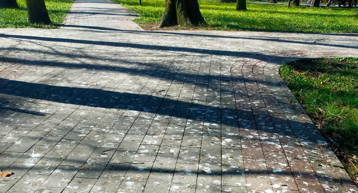 Burmistrz - Rada - Miasto, decyzji RDOŚ braku możliwości płoszenia gawronów Parku Miejskim Przasnyszu - zdjęcie, fotografia
