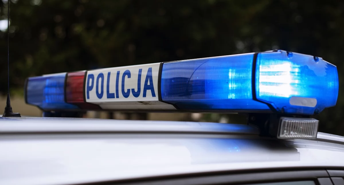 Wypadki drogowe, kolizje udziałem dzikiej zwierzyny drogach powiatu przasnyskiego - zdjęcie, fotografia