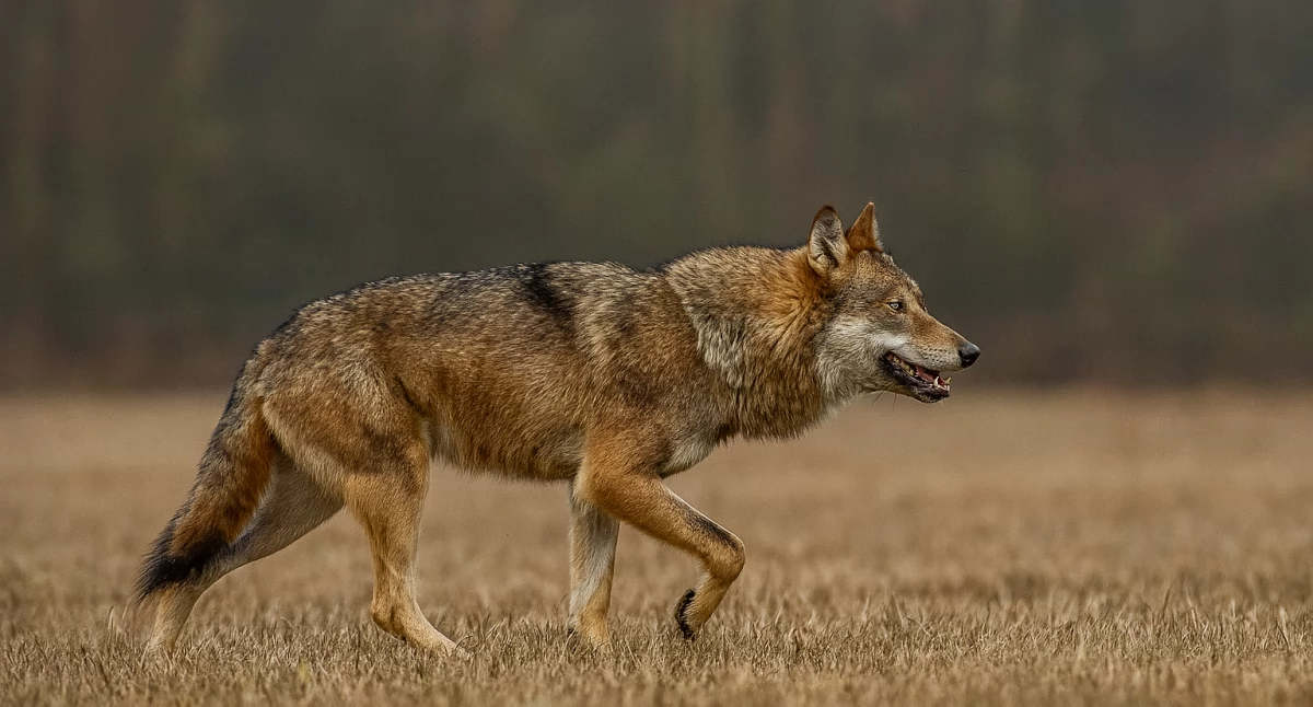 Komunikaty, Uwaga wilki okolicach Obiecanowa Makowa Mazowieckiego - zdjęcie, fotografia