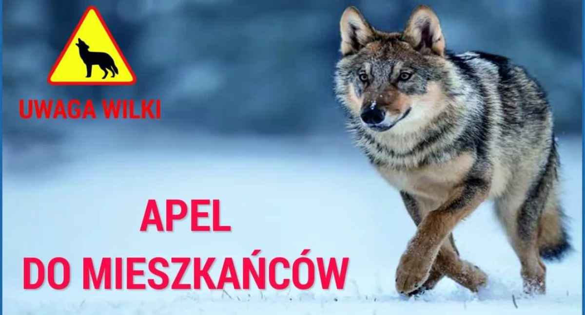 Komunikaty, Wójta Gminy Jednorożec zachowajmy ostrożność wobec wilków - zdjęcie, fotografia