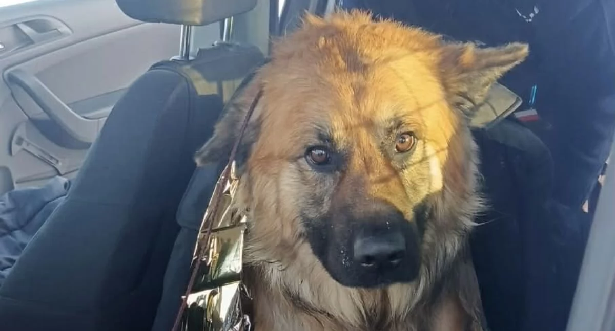 Komunikaty policji , Szybka reakcja policjantów uratowała życie czworonoga - zdjęcie, fotografia