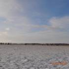 Peleton
