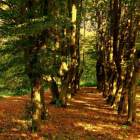 Alejka grabowa, park w Lesznie