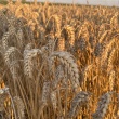 zdjęcie nr 