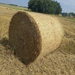 zdjęcie nr 
