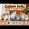Oddam kotki w dobre ręce - ogłoszenia 2593207 | ePrzasnysz.pl