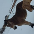 Sprzedam klacz 2.5 roku pkz  - ogłoszenia 2595428 | ePrzasnysz.pl