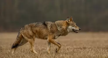 Uwaga – wilki w okolicach Obiecanowa k. Makowa Mazowieckiego