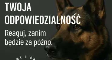 Masz psa? Pamiętaj – to nie tylko przyjemność, ale i odpowiedzialność! 