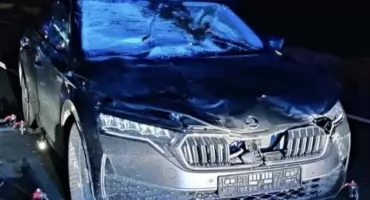 Zderzenie z łosiem w Turowie