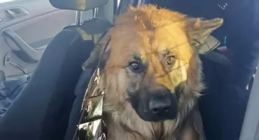 Szybka reakcja policjantów uratowała życie czworonoga