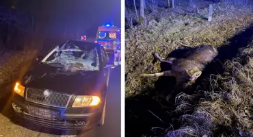 Zderzenie samochodu z łosiem na DK 53. Jedna osoba ranna