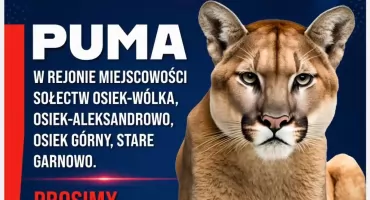 Pilny komunikat dla mieszkańców. Puma w rejonie kilku miejscowości